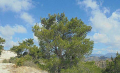 For sale, land, Limassol, Asgata, 21,071m&sup2;, &euro;25,000 