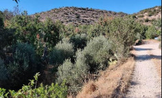 For sale, land, field, Limassol, Fasoula, 2,007m&sup2;, &euro;34,000 , Limassol