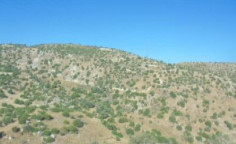 For sale, land, Paphos, Nata, 17,392m&sup2;, &euro;25,000 
