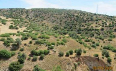 For sale, land, Paphos, Nata, 17,392m&sup2;, &euro;25,000 