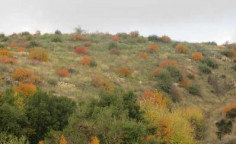 For sale, land, Paphos, arminou, 3,345m&sup2;, &euro;4,000 