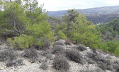 For sale, land, Limassol, agios therapon, 107,025m&sup2;, &euro;24,000 