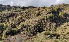 For sale, land, Limassol, Pelendri, 29,098m&sup2;, &euro;17,000 
