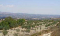 For sale, land, Paphos, Polemi, 6,782m², €47,000 For sale, land, Paphos, Polemi, 6,782m², €47,000
