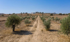 For sale, land, field, Larnaca, athienou, 7,693m&sup2;, &euro;285,000 , Larnaca