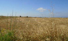 For sale, land, Paphos, Kathikas, 4,014m&sup2;, &euro;100,000 , Paphos