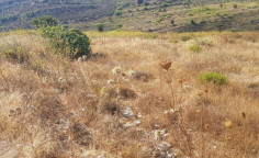 For sale, land, field, Limassol, Pachna, 5,770m&sup2;, &euro;12,000 