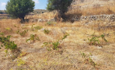 For sale, land, field, Limassol, Pachna, 4,683m&sup2;, &euro;12,000 