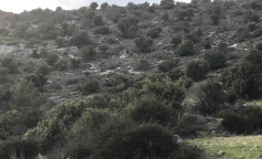 For sale, land, Paphos, Peristerona, 5,686m&sup2;, &euro;14,000 