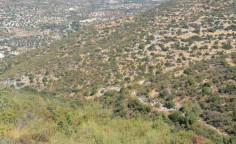 For sale, land, Limassol, Limnatis, 5,352m&sup2;, &euro;11,000 