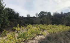 For sale, land, Paphos, Koili, 2,862m&sup2;, &euro;44,000 