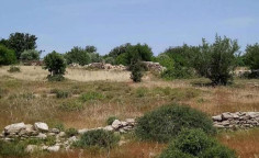 For sale, land, field, Limassol, Pachna, 1,180m&sup2;, &euro;30,000 , Limassol