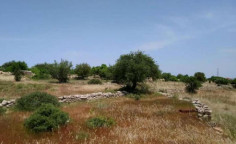 For sale, land, field, Limassol, Pachna, 1,180m&sup2;, &euro;30,000 , Limassol