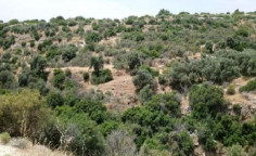 For sale, land, Limassol, Avdimou, 5,965m&sup2;, &euro;3,600 