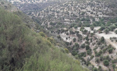 For sale, land, Limassol, Avdimou, 5,965m&sup2;, &euro;3,600 