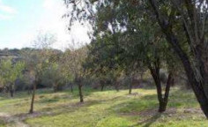 For sale, land, Paphos, Drouseia, 9,031m&sup2;, &euro;145,000 