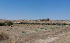 For sale, land, Nicosia, Pera, 8,696m&sup2;, &euro;43,000 