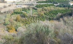 For sale, land, field, Paphos, miliou, 22,074m&sup2;, &euro;44,000 