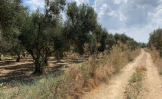 For sale, land, field, Nicosia, Pera, 8,910m&sup2;, &euro;285,000 , Nicosia