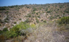 For sale, land, field, Paphos, steni, 13,870m&sup2;, &euro;42,000 