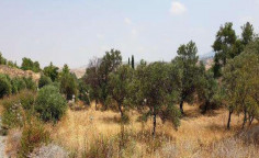 For sale, land, field, Nicosia, katydata, 23,409m&sup2;, &euro;86,000 
