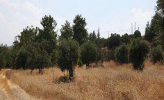 For sale, land, field, Nicosia, katydata, 23,409m&sup2;, &euro;86,000 