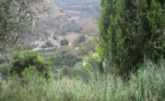 For sale, land, field, Paphos, Skoulli, 864m&sup2;, &euro;17,000 , Paphos