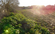 For sale, land, field, Paphos, Polemi, 10,703m², €320,000 , Paphos For sale, land, field, Paphos, Polemi, 10,703m², €320,000 , Paphos