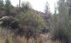 For sale, land, field, Limassol, Trimiklini, 1,617m², €11,000 , Limassol For sale, land, field, Limassol, Trimiklini, 1,617m², €11,000 , Limassol