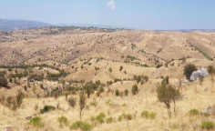 For sale, land, field, Paphos, pentalia, 16,093m&sup2;, &euro;17,000 