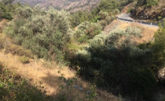 For sale, land, field, Nicosia, lazanias, 20,134m&sup2;, &euro;55,000 