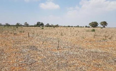 For sale, land, Famagusta, Avgorou, 11,915m&sup2;, &euro;14,000 