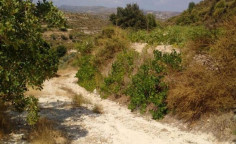 For sale, land, field, Limassol, Pachna, 4,646m&sup2;, &euro;16,000 