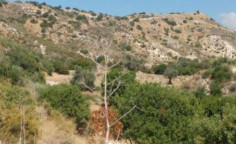 For sale, land, Larnaca, Kalavasos, 12,041m&sup2;, &euro;36,000 