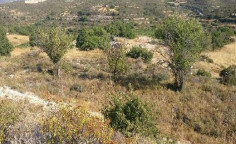 For sale, land, field, Limassol, agios therapon, 7,693m&sup2;, &euro;10,000 
