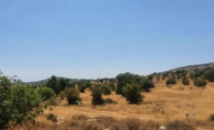 For sale, land, field, Limassol, Pachna, 23,078m&sup2;, &euro;15,000 