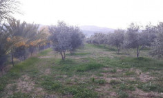 For sale, land, field, Paphos, Goudi, 6,740m&sup2;, &euro;115,000 , Paphos