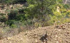 For sale, land, Limassol, sykopetra, 2,342m&sup2;, &euro;12,000 , Limassol