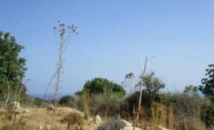 For sale, land, Larnaca, Maroni, 16,221m&sup2;, &euro;49,000 , Larnaca