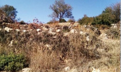 For sale, land, field, Limassol, Pachna, 2,676m&sup2;, &euro;54,000 , Limassol