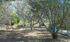 For sale, land, Paphos, Drouseia, 2,960m&sup2;, &euro;113,000 , Paphos