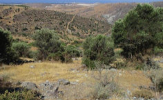 For sale, land, field, Paphos, Episkopi, 22,436m&sup2;, &euro;52,000 