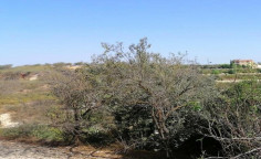 For sale, land, field, Paphos, Kallepeia, 3,011m&sup2;, &euro;28,000 , Paphos