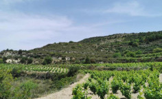 For sale, land, field, Limassol, Pachna, 6,857m&sup2;, &euro;13,000 
