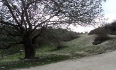 For sale, land, Paphos, Koili, 8,027m&sup2;, &euro;249,000 , Paphos