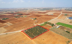 Land 9384 m2 for sale in Avgorou, Famagusta