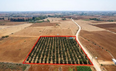 Land 9384 m2 for sale in Avgorou, Famagusta