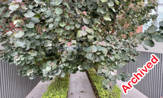 3 bedroom apartment for rent Limassol 