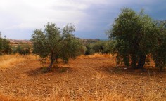 Plot in Nikitari, Nicosia