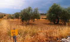 Plot in Nikitari, Nicosia